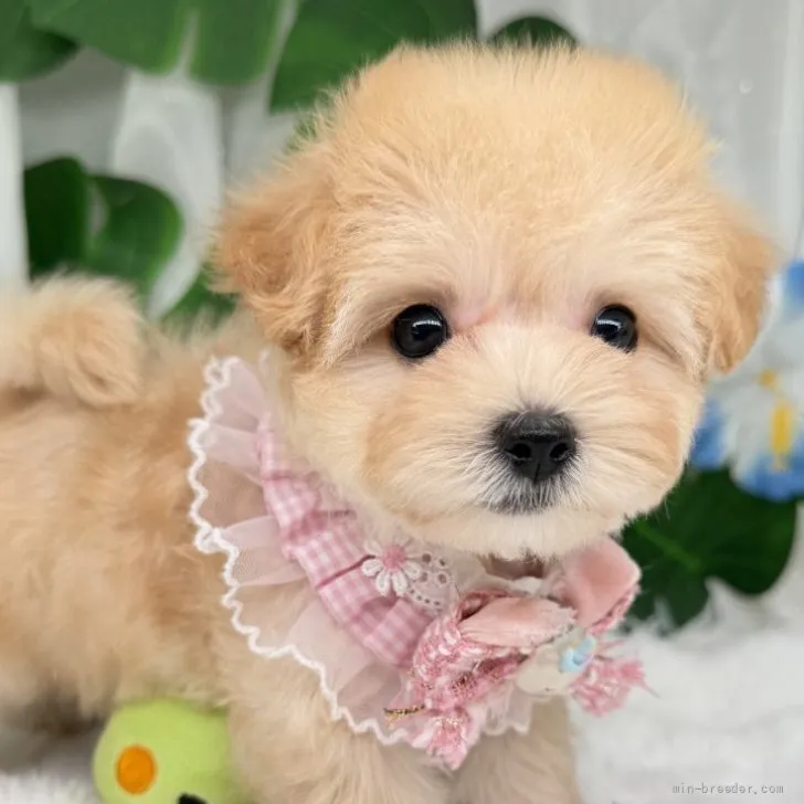 子犬の写真