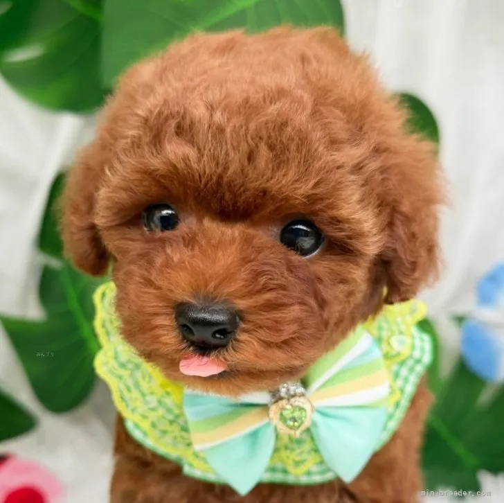 子犬の写真