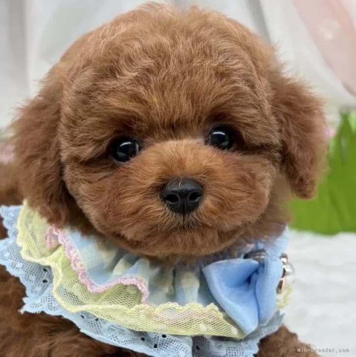 子犬の写真