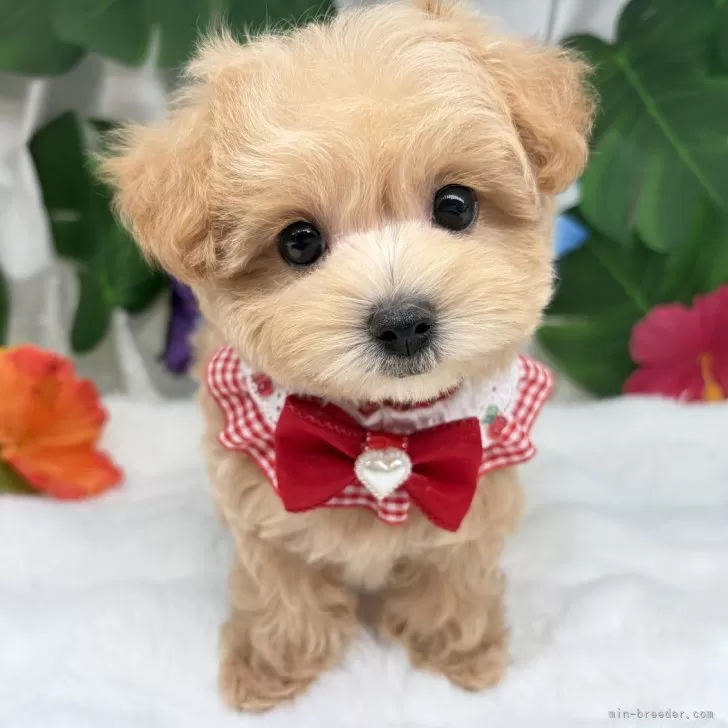 子犬の写真
