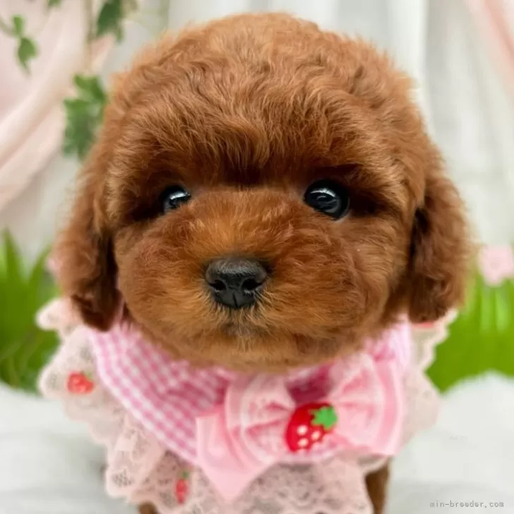 子犬の写真