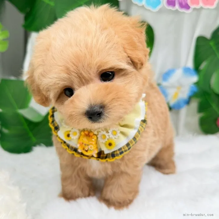 子犬の写真