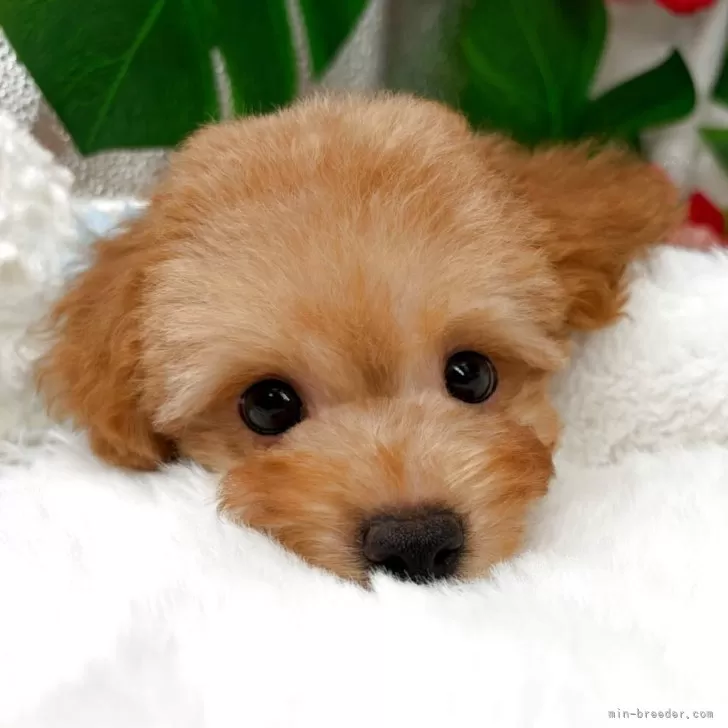 子犬の写真