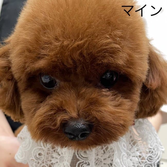 母犬の写真