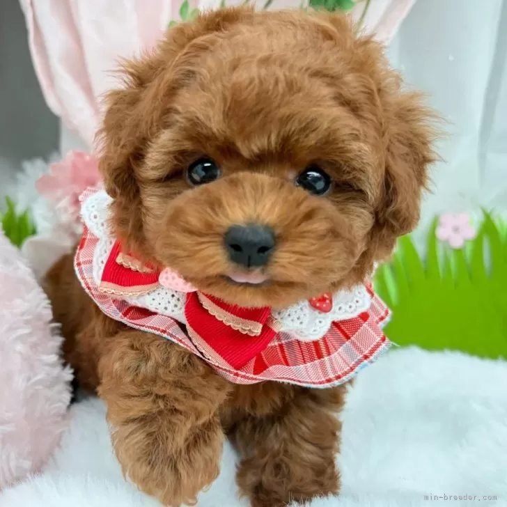 子犬の写真