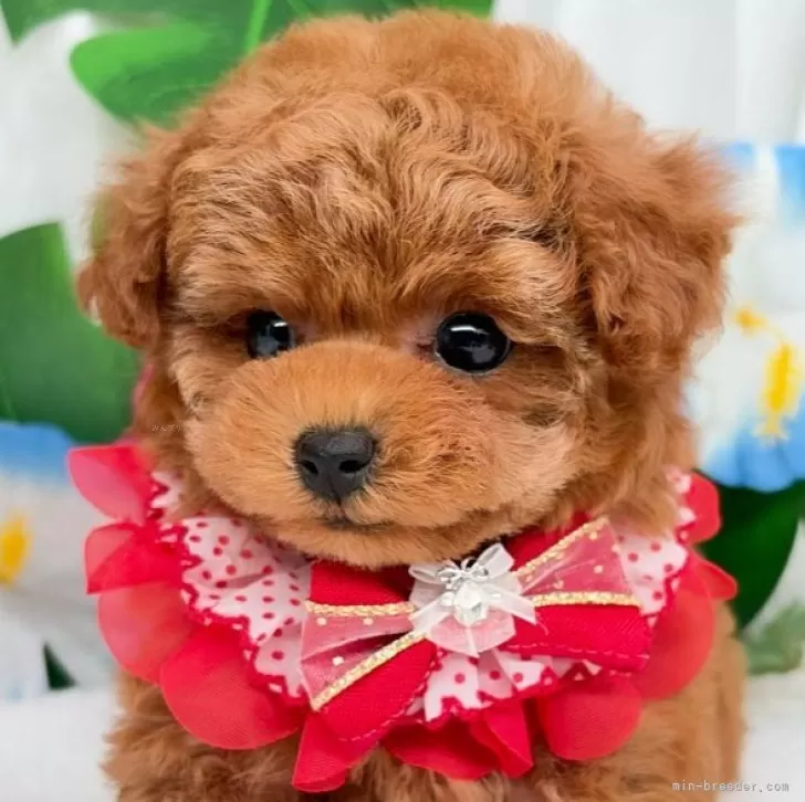子犬の写真