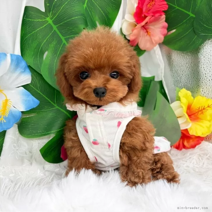 子犬の写真
