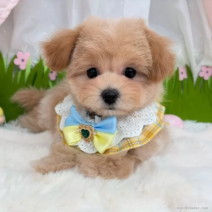 子犬の写真