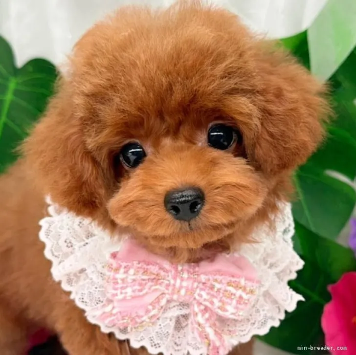 子犬の写真