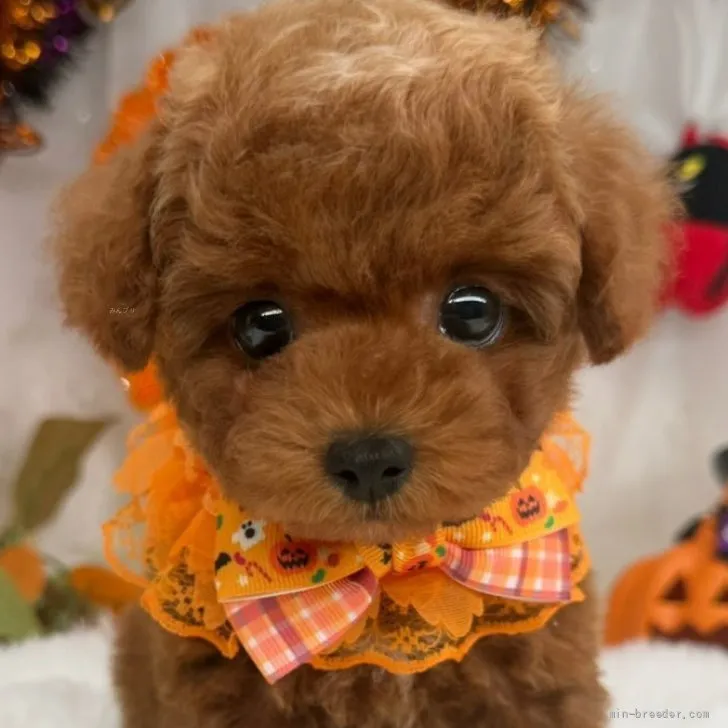 子犬の写真