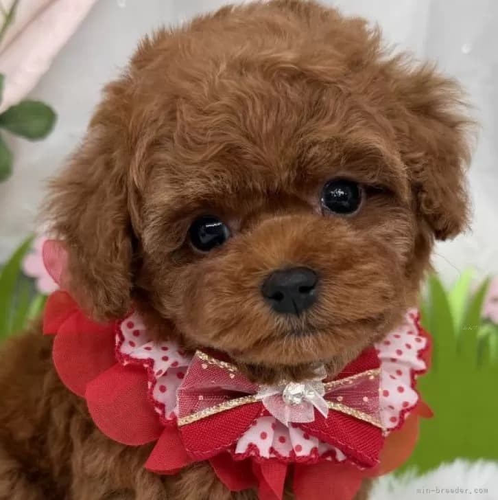 子犬の写真