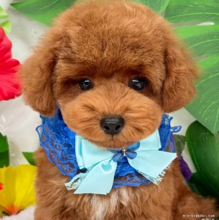 子犬の写真