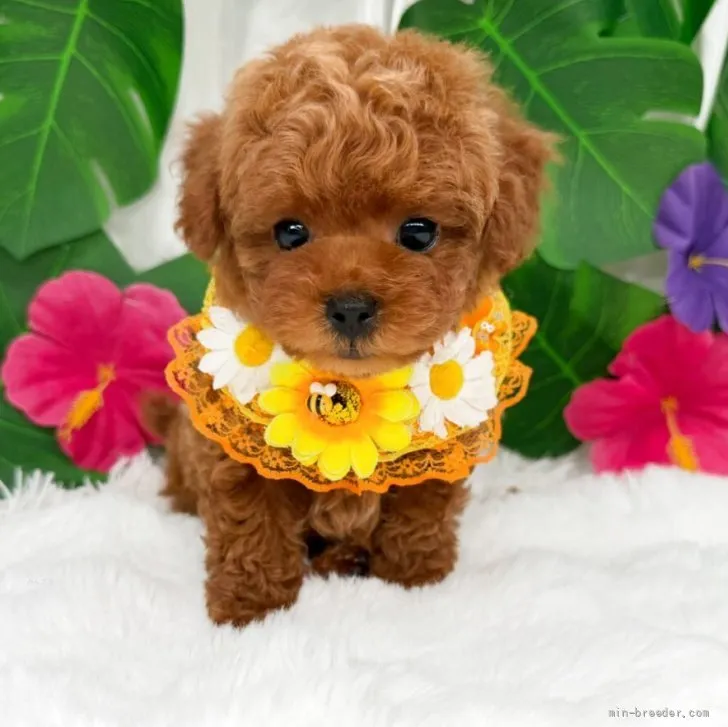 子犬の写真
