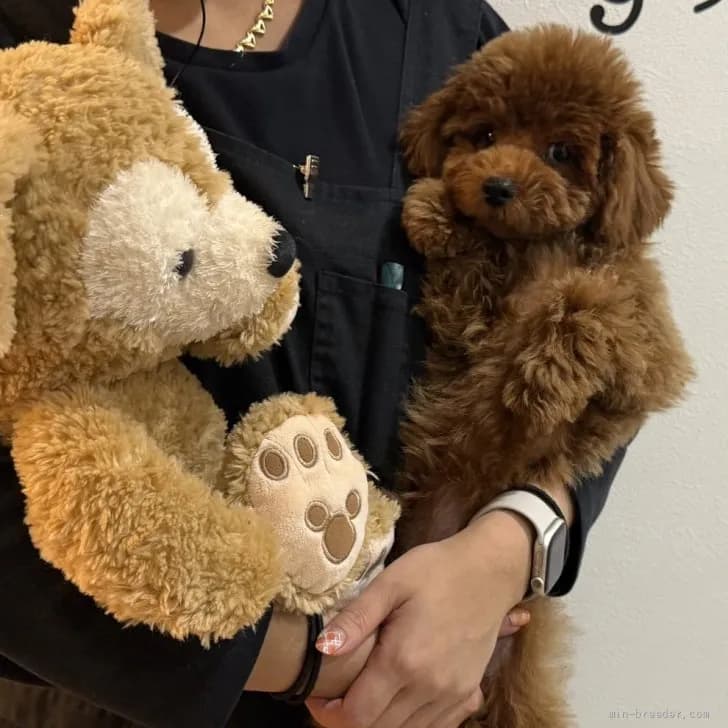 子犬の写真