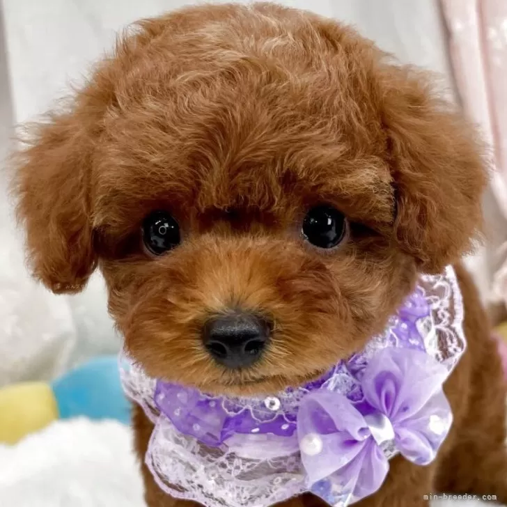 トイプードルの写真