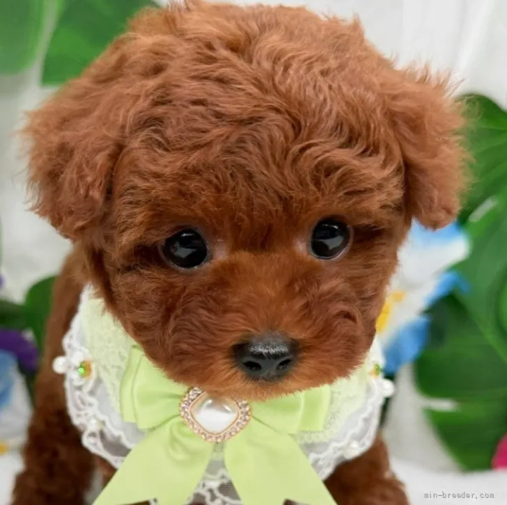 子犬の写真