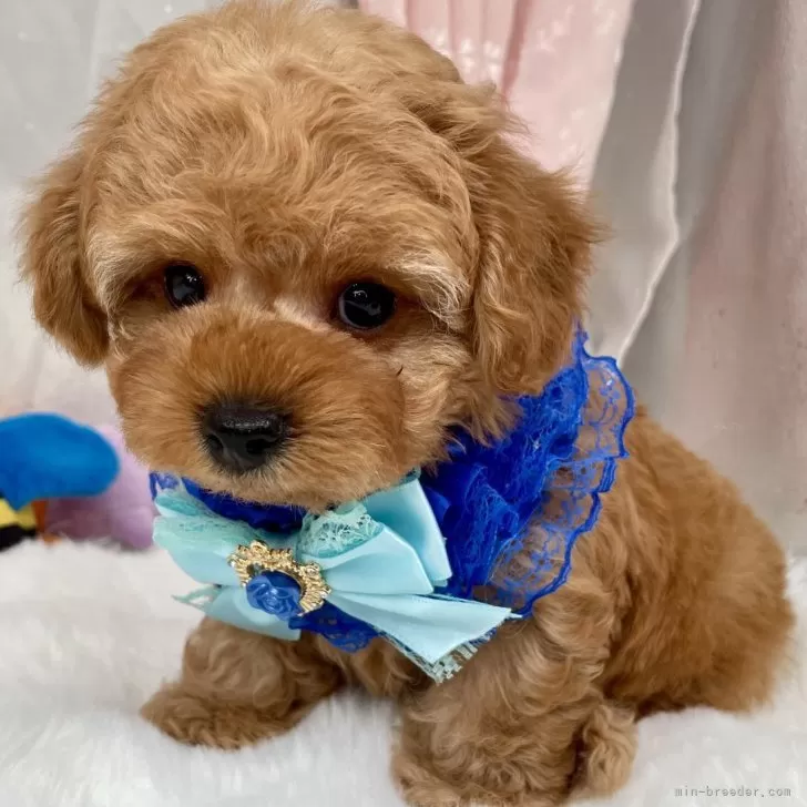 トイプードルの写真