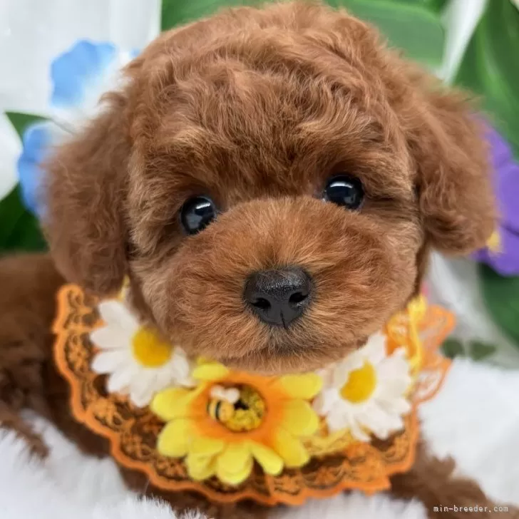 子犬の写真