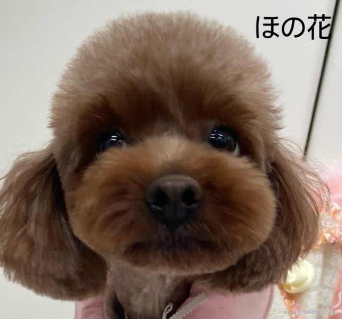 母犬の写真
