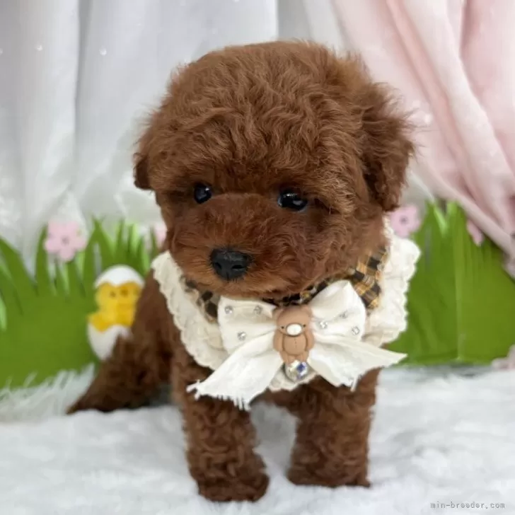 子犬の写真