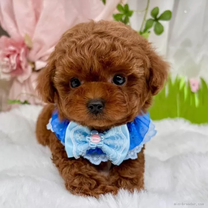 子犬の写真