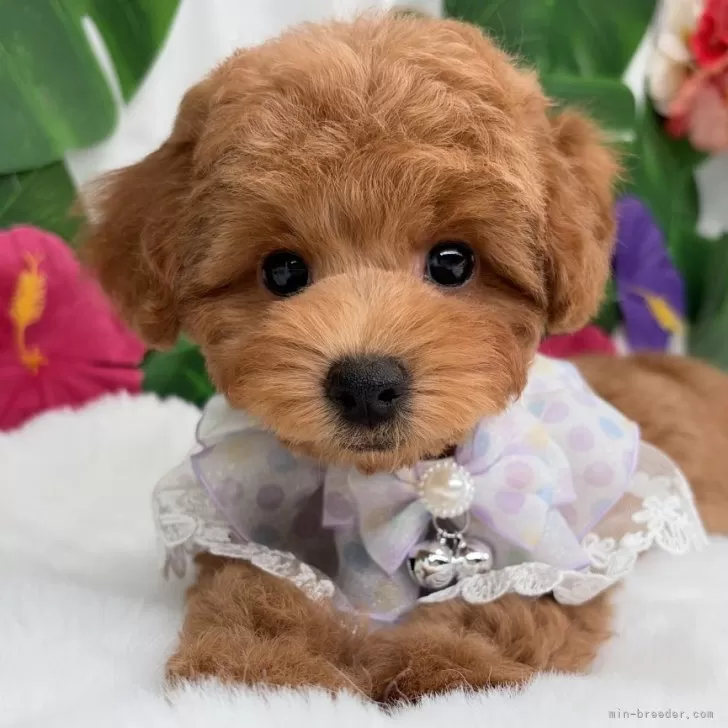 子犬の写真