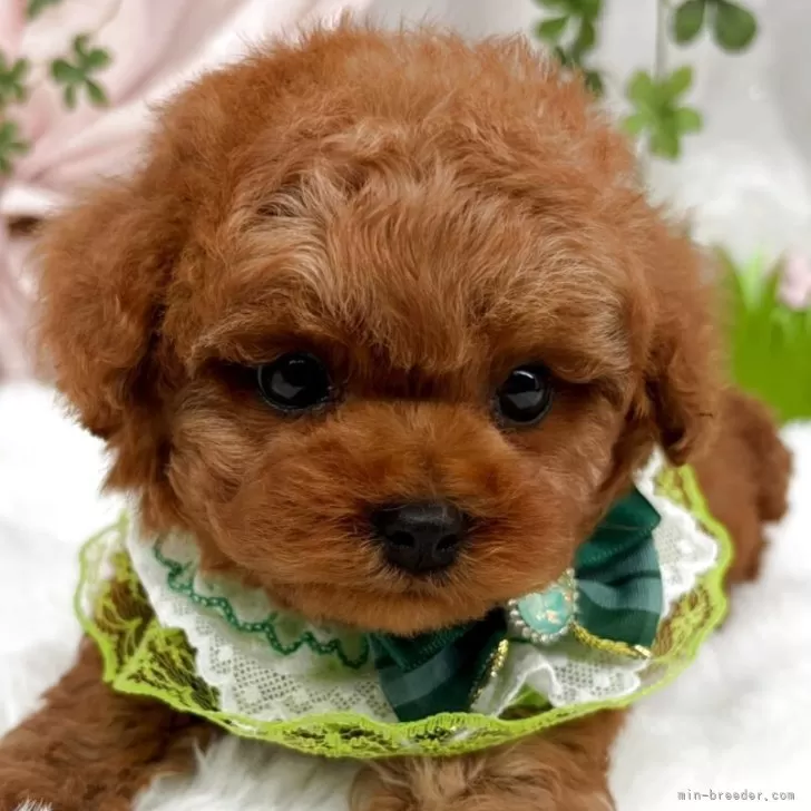 子犬の写真