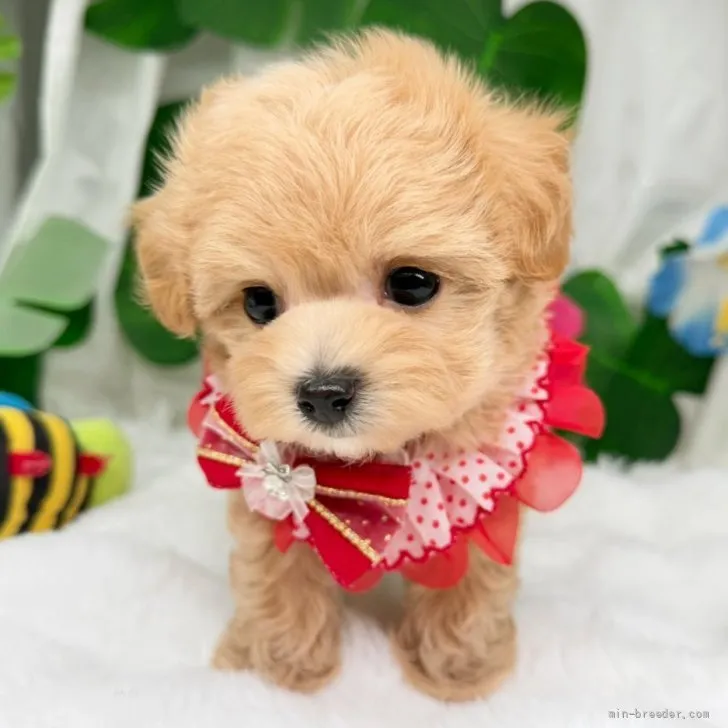子犬の写真