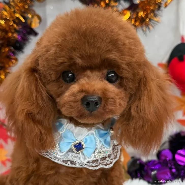 子犬の写真