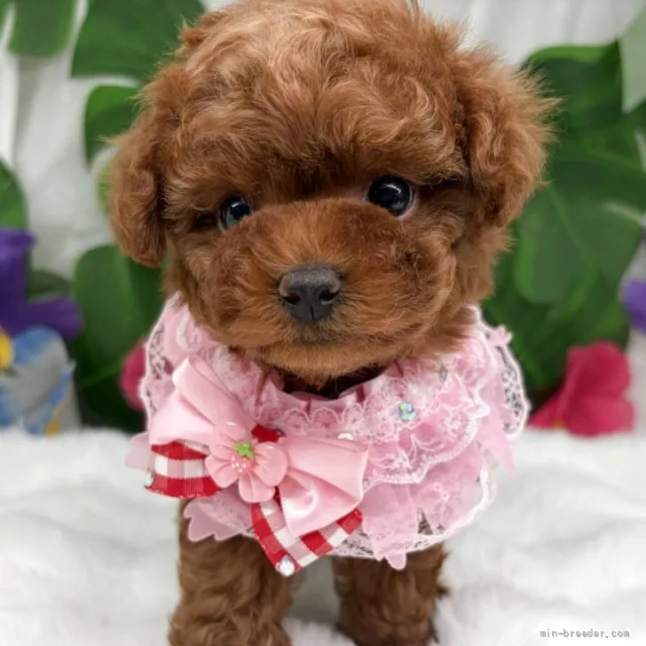 子犬の写真