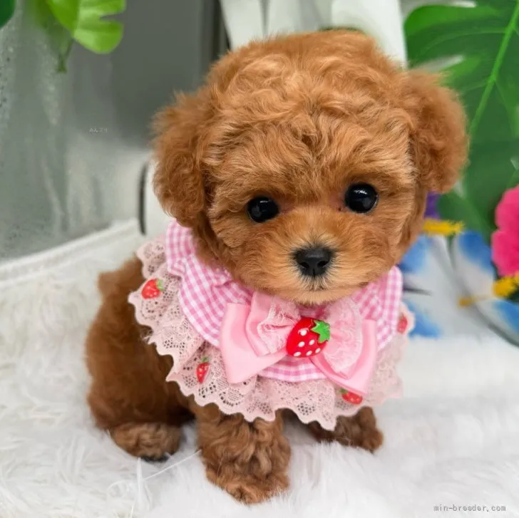 子犬の写真