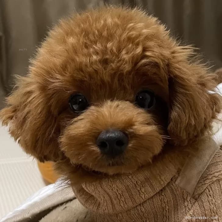 トイプードルの写真