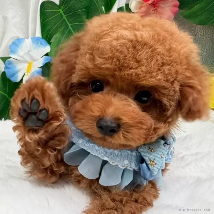 子犬の写真