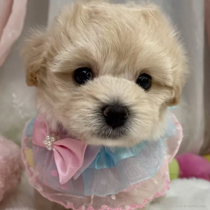 マルプーの写真