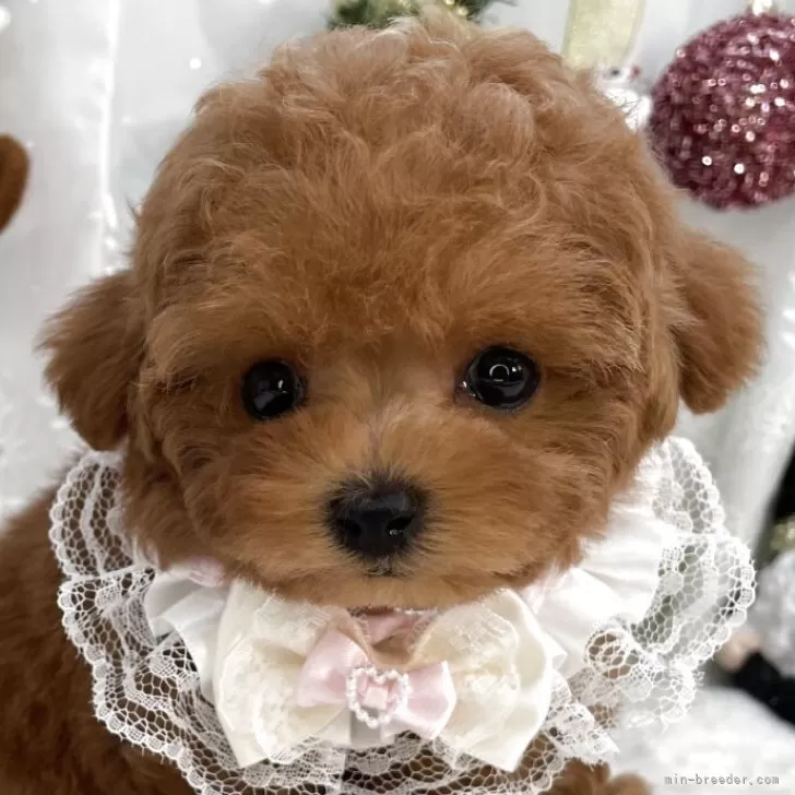 トイプードルの写真