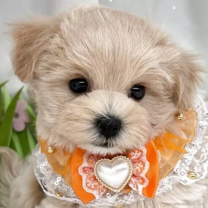 子犬の写真