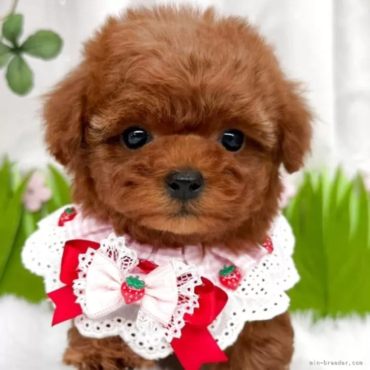 子犬の写真