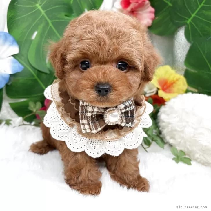 子犬の写真