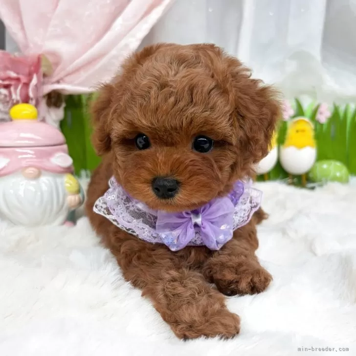 子犬の写真