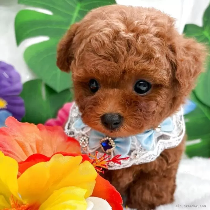 子犬の写真