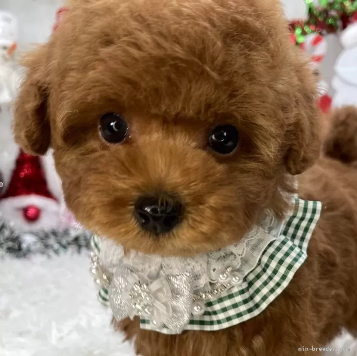 トイプードルの写真