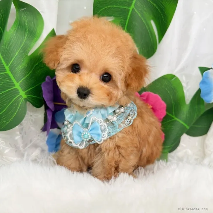 子犬の写真