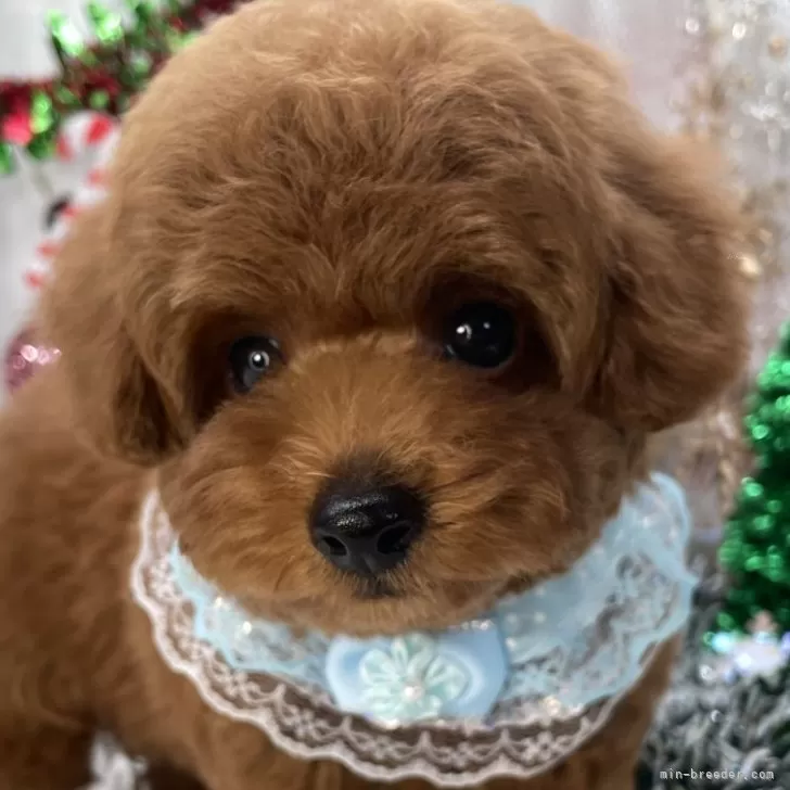 トイプードルの写真