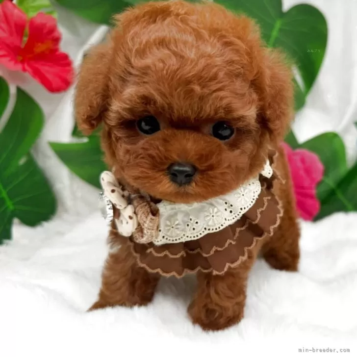 子犬の写真