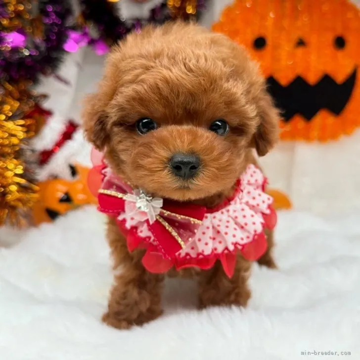 子犬の写真