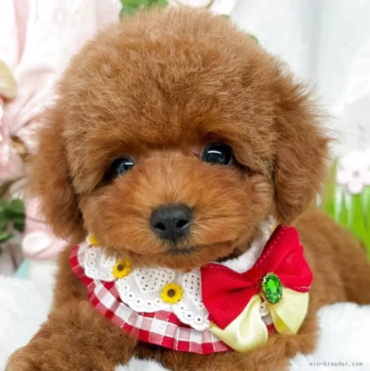 子犬の写真