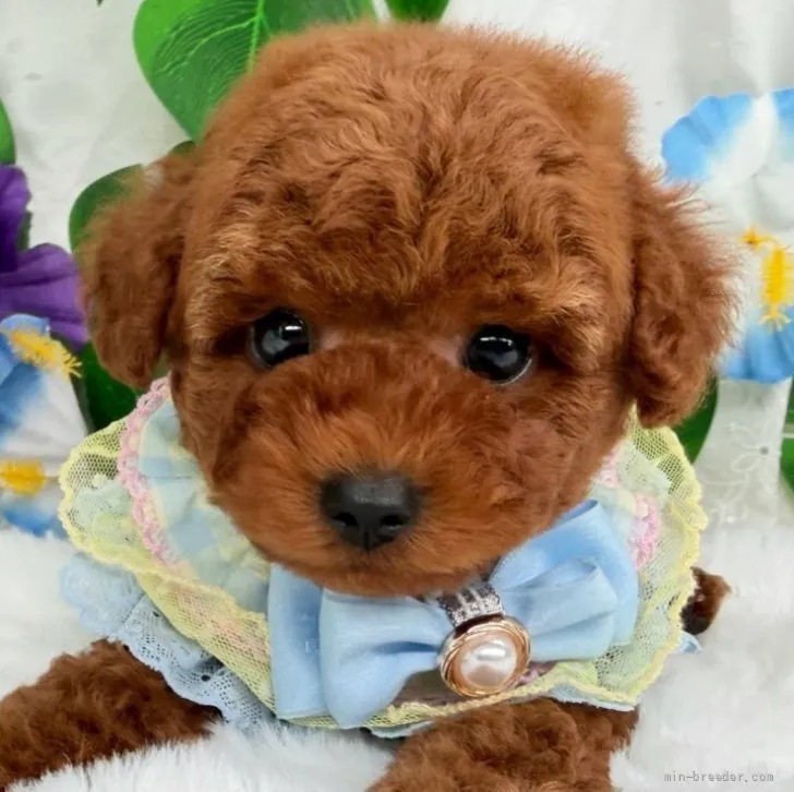子犬の写真