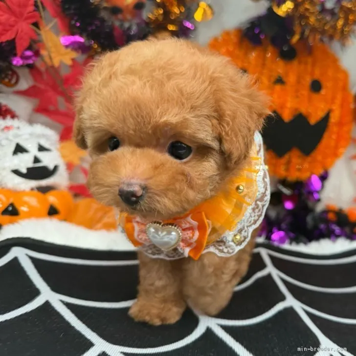 子犬の写真