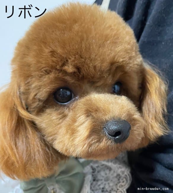母犬の写真