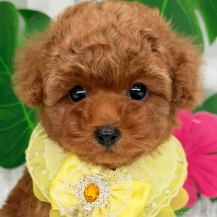 子犬の写真
